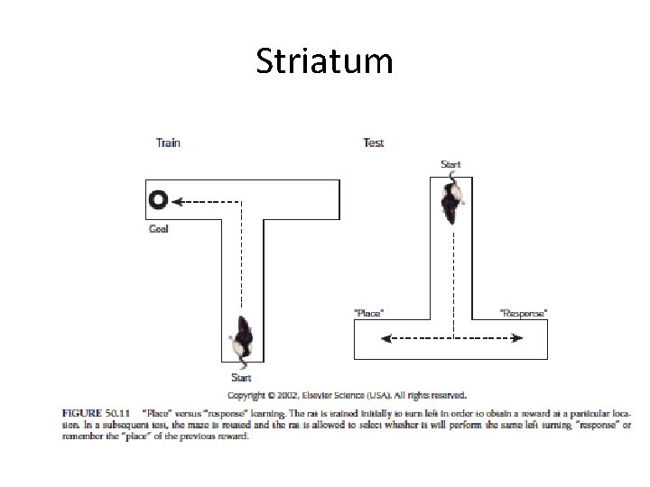 Striatum 