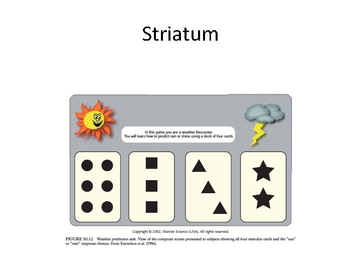 Striatum 