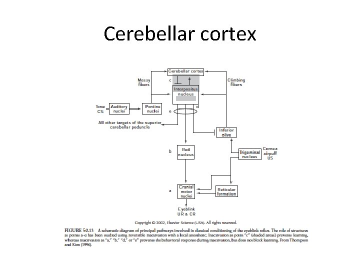 Cerebellar cortex 