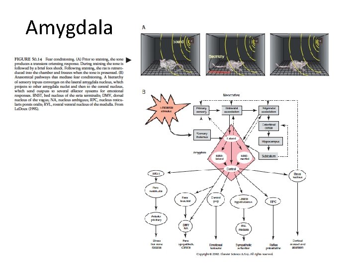 Amygdala 