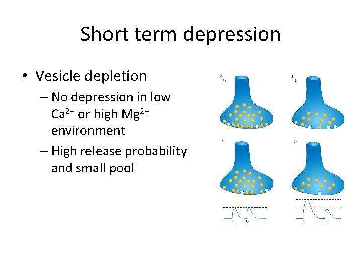 Short term depression • Vesicle depletion – No depression in low Ca 2+ or