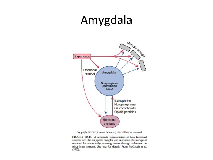 Amygdala 