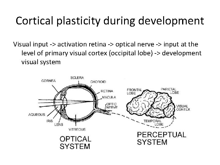 Cortical plasticity during development Visual input -> activation retina -> optical nerve -> input