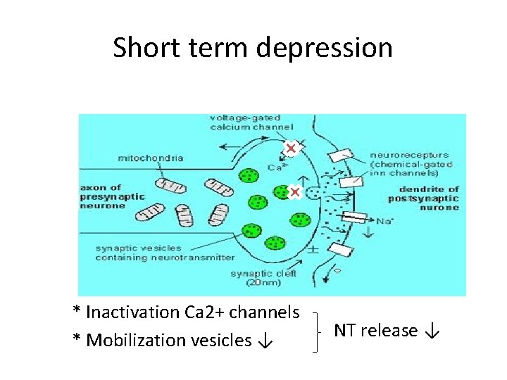 Short term depression * Inactivation Ca 2+ channels * Mobilization vesicles ↓ NT release