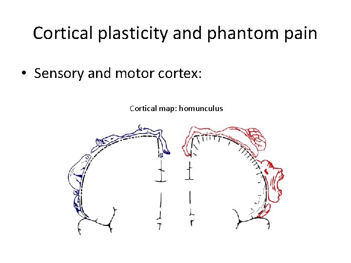 Cortical plasticity and phantom pain • Sensory and motor cortex: Cortical map: homunculus 