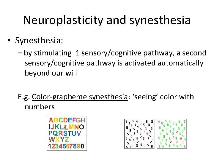Neuroplasticity and synesthesia • Synesthesia: = by stimulating 1 sensory/cognitive pathway, a second sensory/cognitive