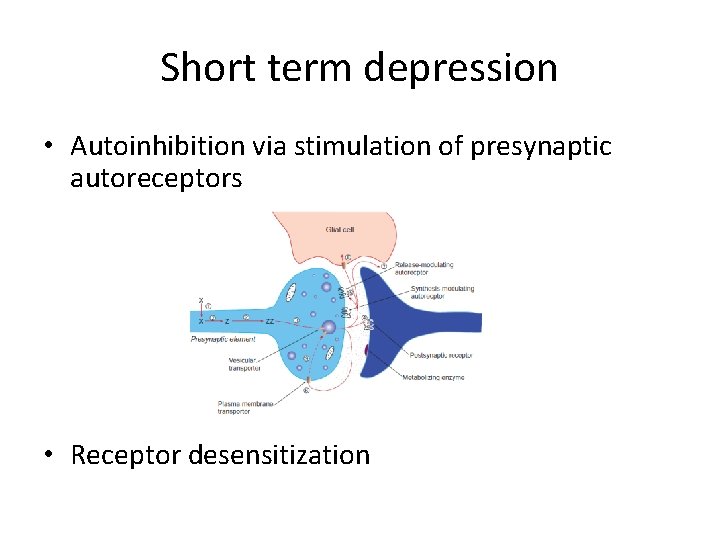 Short term depression • Autoinhibition via stimulation of presynaptic autoreceptors • Receptor desensitization 