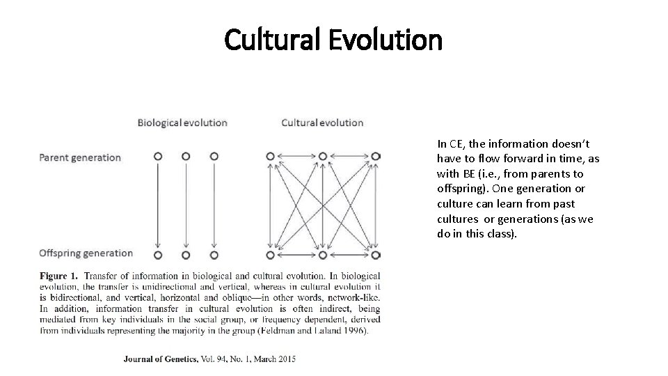 Cultural Evolution In CE, the information doesn’t have to flow forward in time, as Cultural Evolution In CE, the information doesn’t have to flow forward in time, as