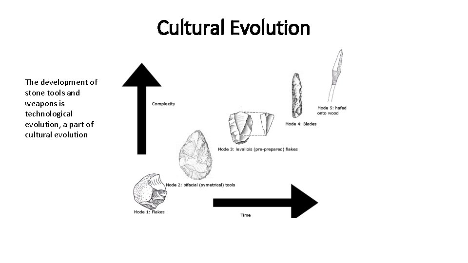 Cultural Evolution The development of stone tools and weapons is technological evolution, a part Cultural Evolution The development of stone tools and weapons is technological evolution, a part