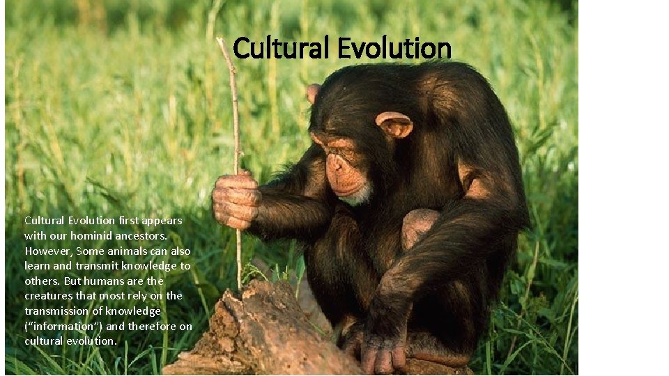 Cultural Evolution first appears with our hominid ancestors. However, Some animals can also learn Cultural Evolution first appears with our hominid ancestors. However, Some animals can also learn