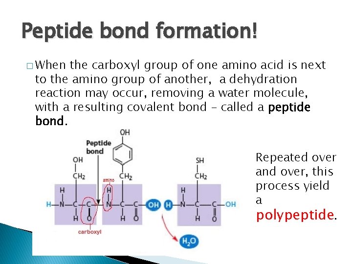 Peptide bond formation! � When the carboxyl group of one amino acid is next