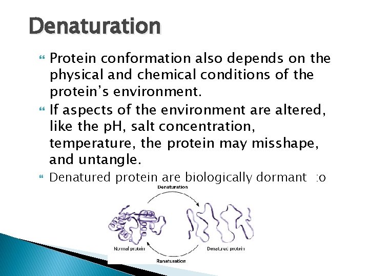 Denaturation Protein conformation also depends on the physical and chemical conditions of the protein’s