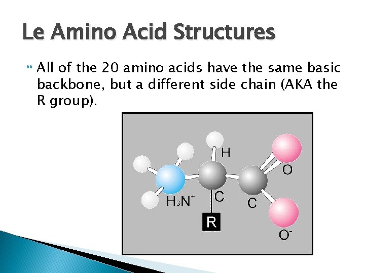 Le Amino Acid Structures All of the 20 amino acids have the same basic