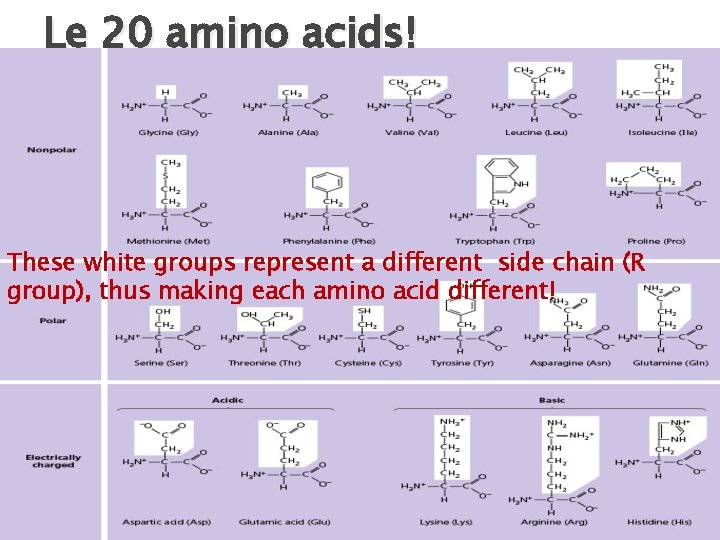 Le 20 amino acids! These white groups represent a different side chain (R group),