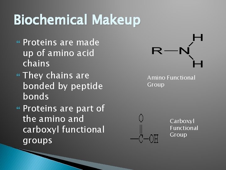 Biochemical Makeup Proteins are made up of amino acid chains They chains are bonded