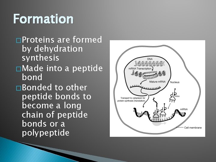 Formation � Proteins are formed by dehydration synthesis � Made into a peptide bond