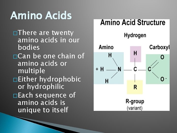 Amino Acids � There are twenty amino acids in our bodies � Can be