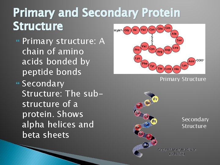 Primary and Secondary Protein Structure Primary structure: A chain of amino acids bonded by