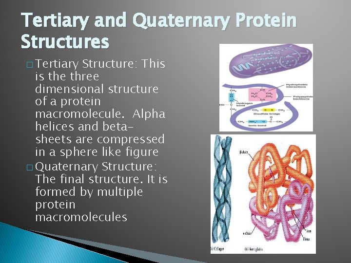 Tertiary and Quaternary Protein Structures � Tertiary Structure: This is the three dimensional structure