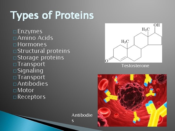 Types of Proteins � Enzymes � Amino Acids � Hormones � Structural proteins �