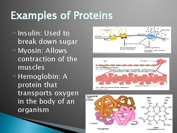 Examples of Proteins Insulin: Used to break down sugar Myosin: Allows contraction of the