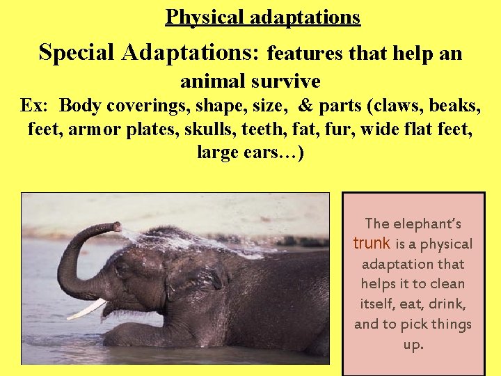Physical adaptations Special Adaptations: features that help an animal survive Ex: Body coverings, shape,