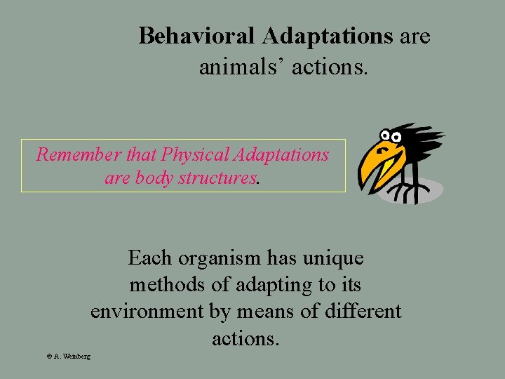 Behavioral Adaptations are animals’ actions. Remember that Physical Adaptations are body structures. Each organism