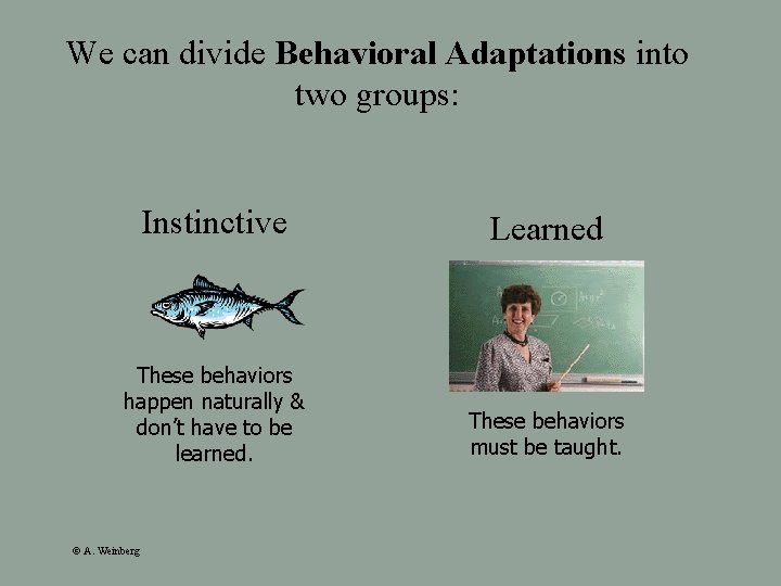 We can divide Behavioral Adaptations into two groups: Instinctive Learned These behaviors happen naturally