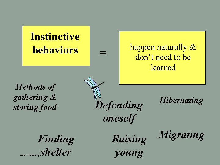 Instinctive behaviors Methods of gathering & storing food Finding shelter © A. Weinberg =