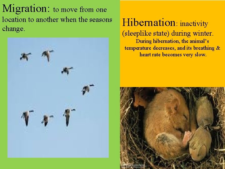 Migration: to move from one location to another when the seasons change. Hibernation: inactivity