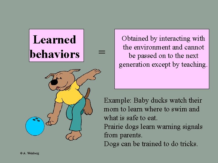 Learned behaviors = Obtained by interacting with the environment and cannot be passed on
