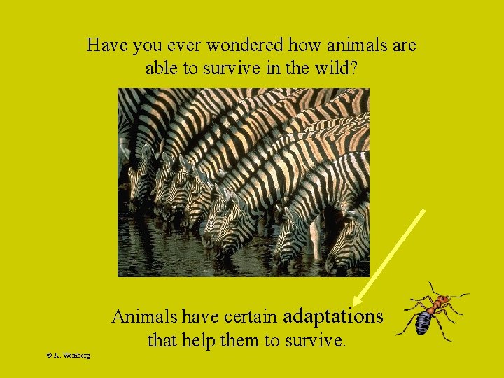Have you ever wondered how animals are able to survive in the wild? Animals