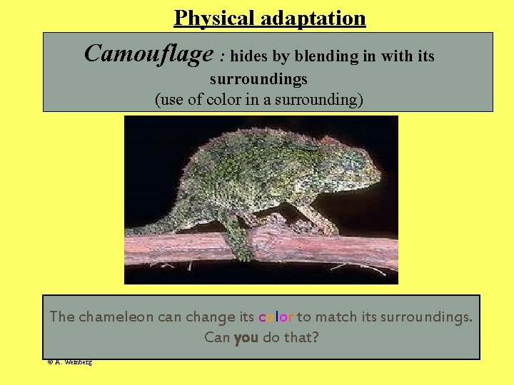 Physical adaptation Camouflage : hides by blending in with its surroundings (use of color