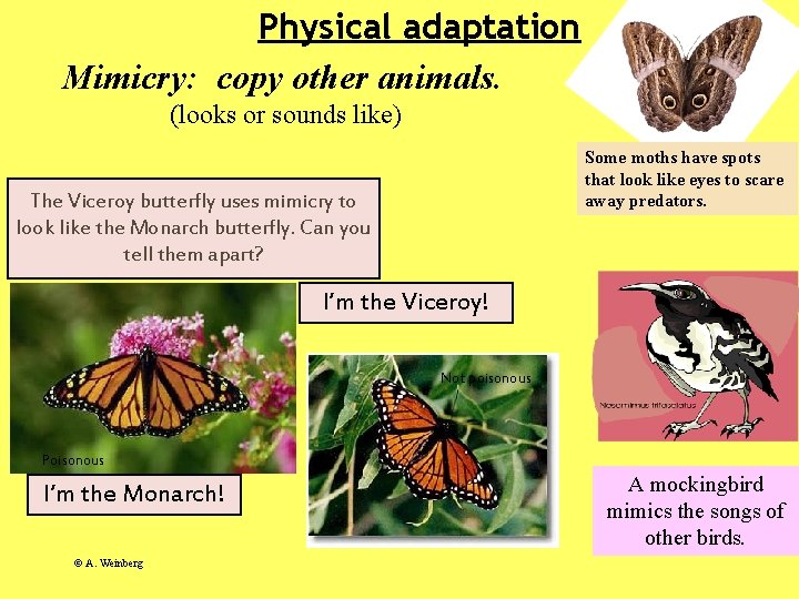 Physical adaptation Mimicry: copy other animals. (looks or sounds like) Some moths have spots