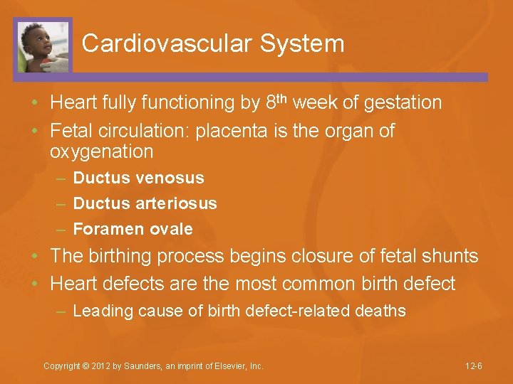 Cardiovascular System • Heart fully functioning by 8 th week of gestation • Fetal