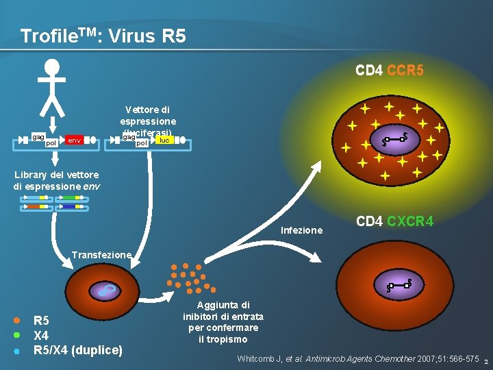 Trofile. TM: Virus R 5 CD 4 CCR 5 gag pol env Vettore di Trofile. TM: Virus R 5 CD 4 CCR 5 gag pol env Vettore di