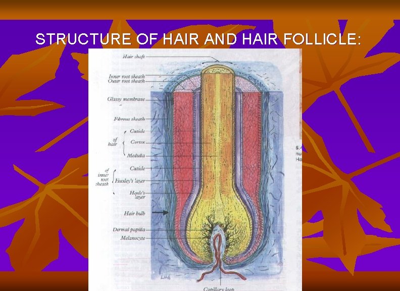 STRUCTURE OF HAIR AND HAIR FOLLICLE: 