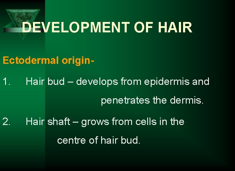 DEVELOPMENT OF HAIR Ectodermal origin 1. Hair bud – develops from epidermis and penetrates