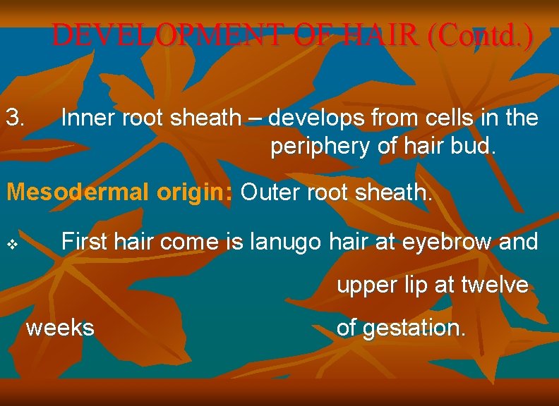 DEVELOPMENT OF HAIR (Contd. ) 3. Inner root sheath – develops from cells in