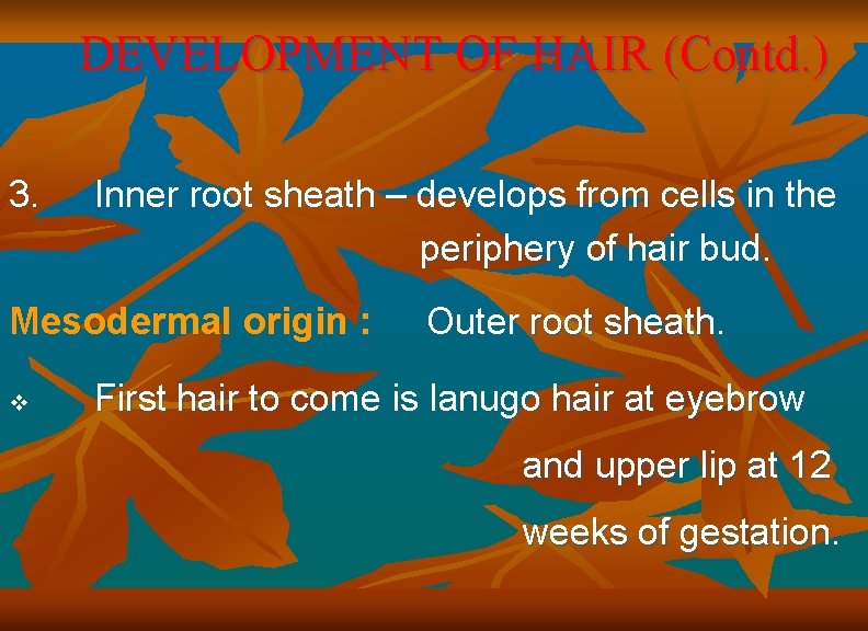 DEVELOPMENT OF HAIR (Contd. ) 3. Inner root sheath – develops from cells in