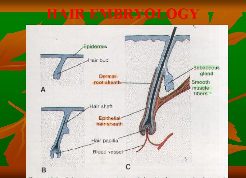 HAIR EMBRYOLOGY 