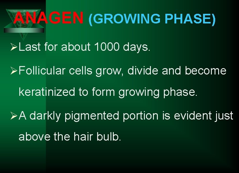 ANAGEN (GROWING PHASE) Ø Last for about 1000 days. Ø Follicular cells grow, divide