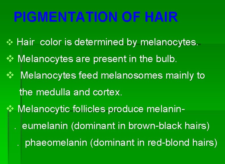 PIGMENTATION OF HAIR v Hair color is determined by melanocytes. v Melanocytes are present