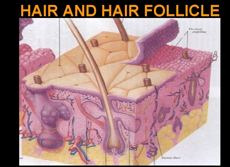 HAIR AND HAIR FOLLICLE 