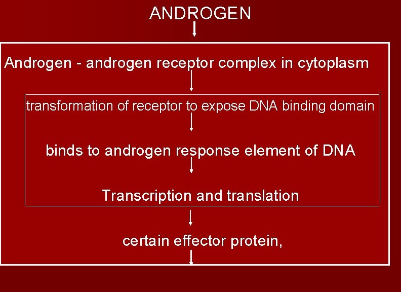 ANDROGEN Androgen - androgen receptor complex in cytoplasm transformation of receptor to expose DNA