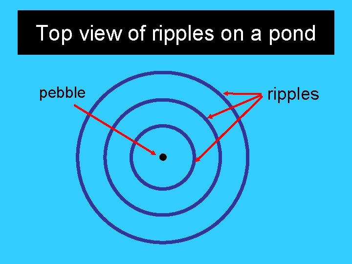 Top view of ripples on a pond pebble ripples 