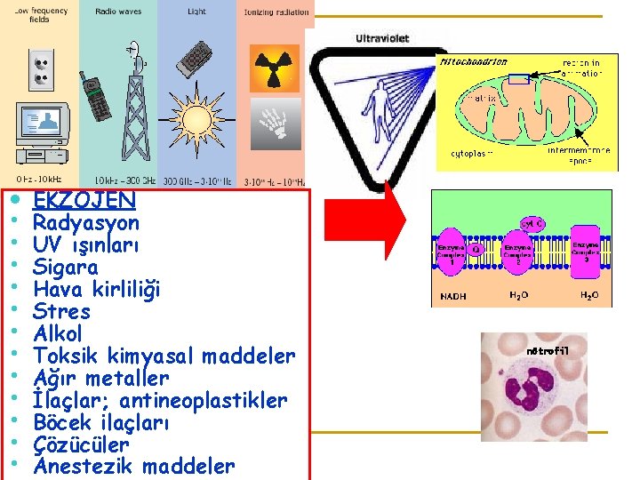  • • • • EKZOJEN Radyasyon UV ışınları Sigara Hava kirliliği Stres Alkol