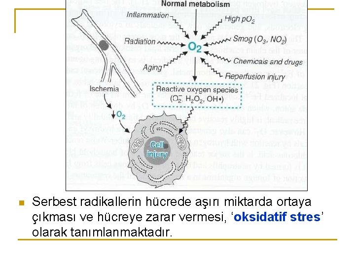 n Serbest radikallerin hücrede aşırı miktarda ortaya çıkması ve hücreye zarar vermesi, ‘oksidatif stres’