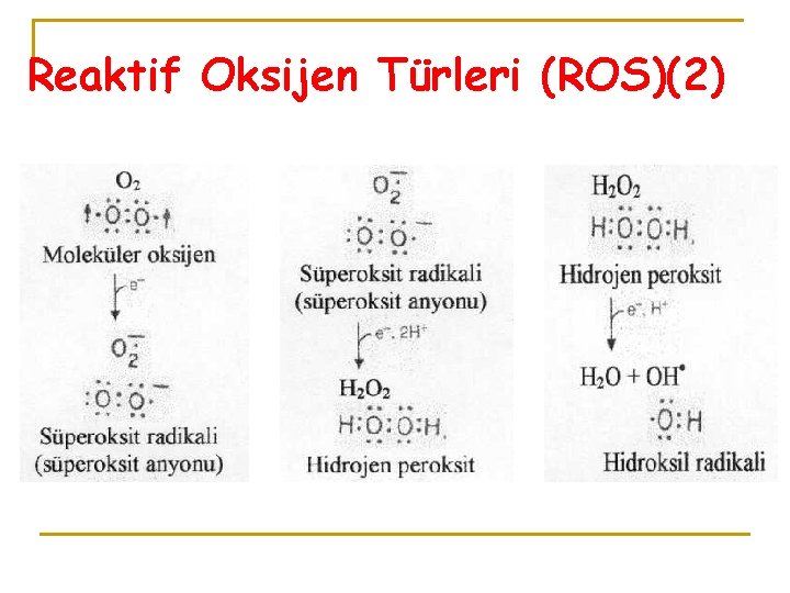 Reaktif Oksijen Türleri (ROS)(2) 