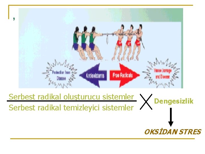 , Serbest radikal oluşturucu sistemler Serbest radikal temizleyici sistemler Dengesizlik OKSİDAN STRES 